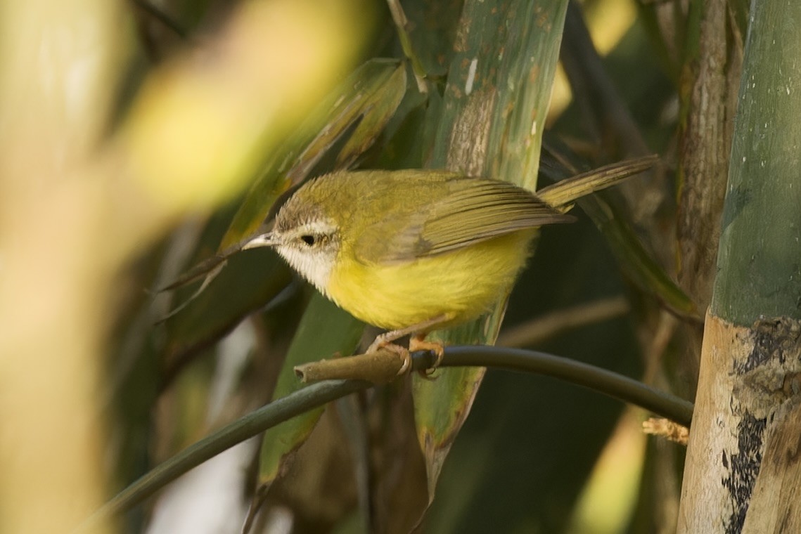 Yellow-bellied Warbler - ML594141301