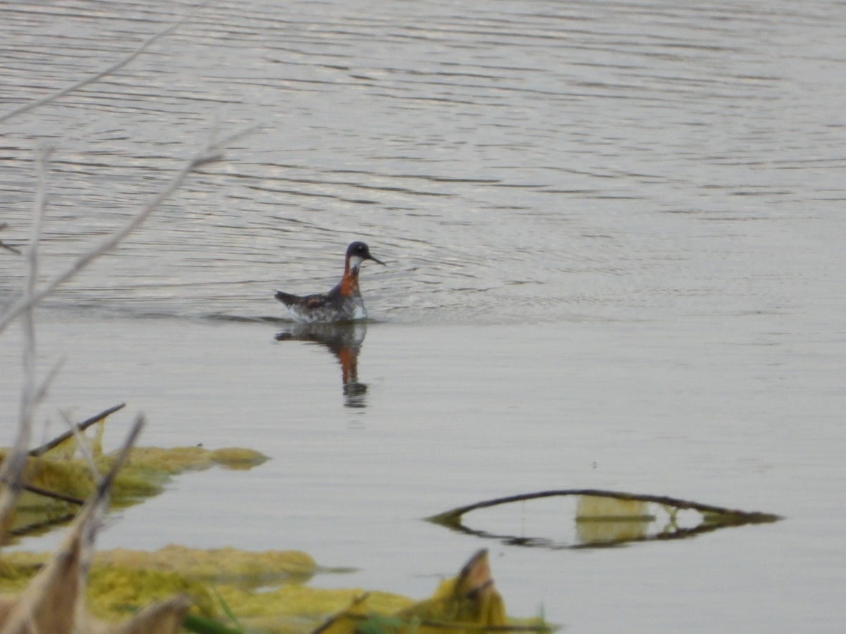 Red-necked Phalarope - ML594141421