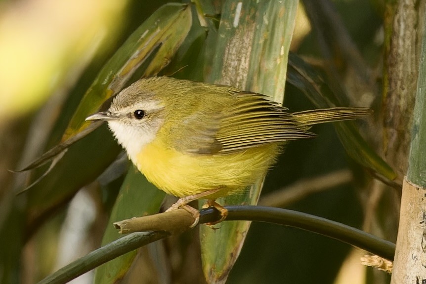 Yellow-bellied Warbler - ML594141481