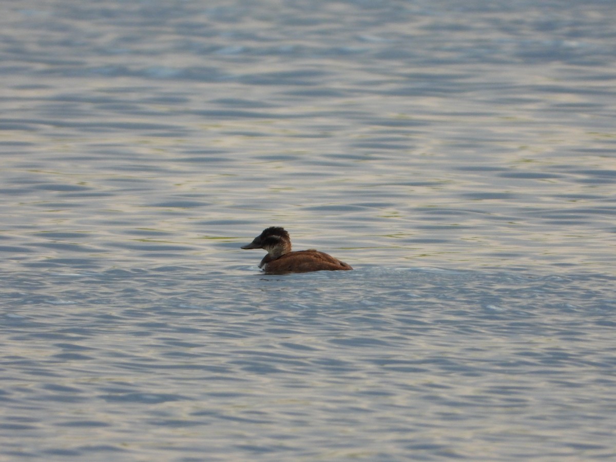 White-headed Duck - ML594141781