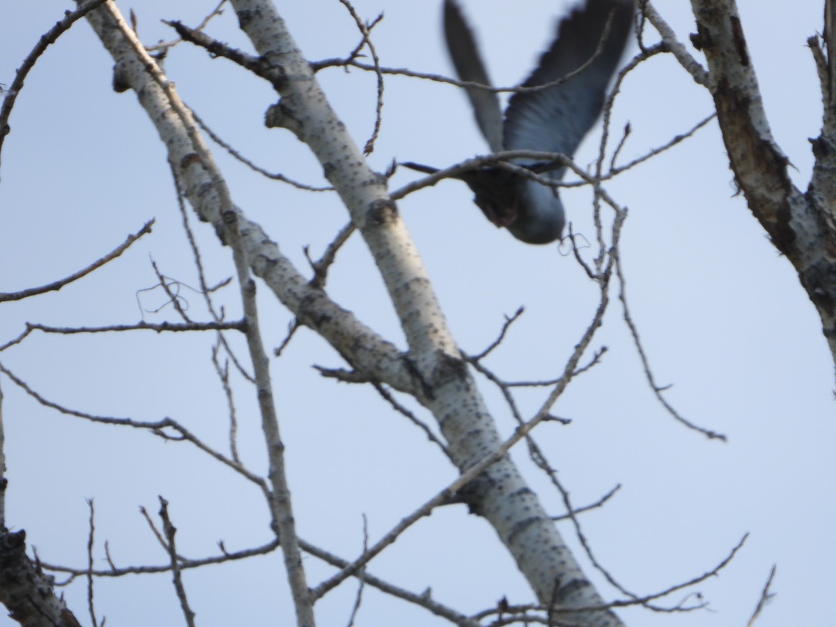 Pigeon colombin - ML594141971