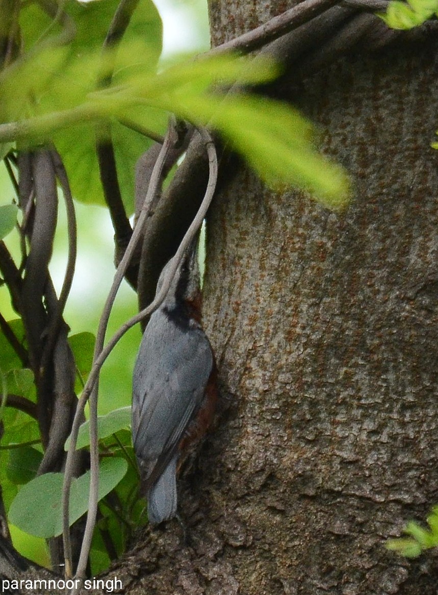 Indian Nuthatch - paramnoor singh  antaal