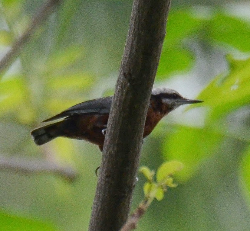 Indian Nuthatch - paramnoor singh  antaal