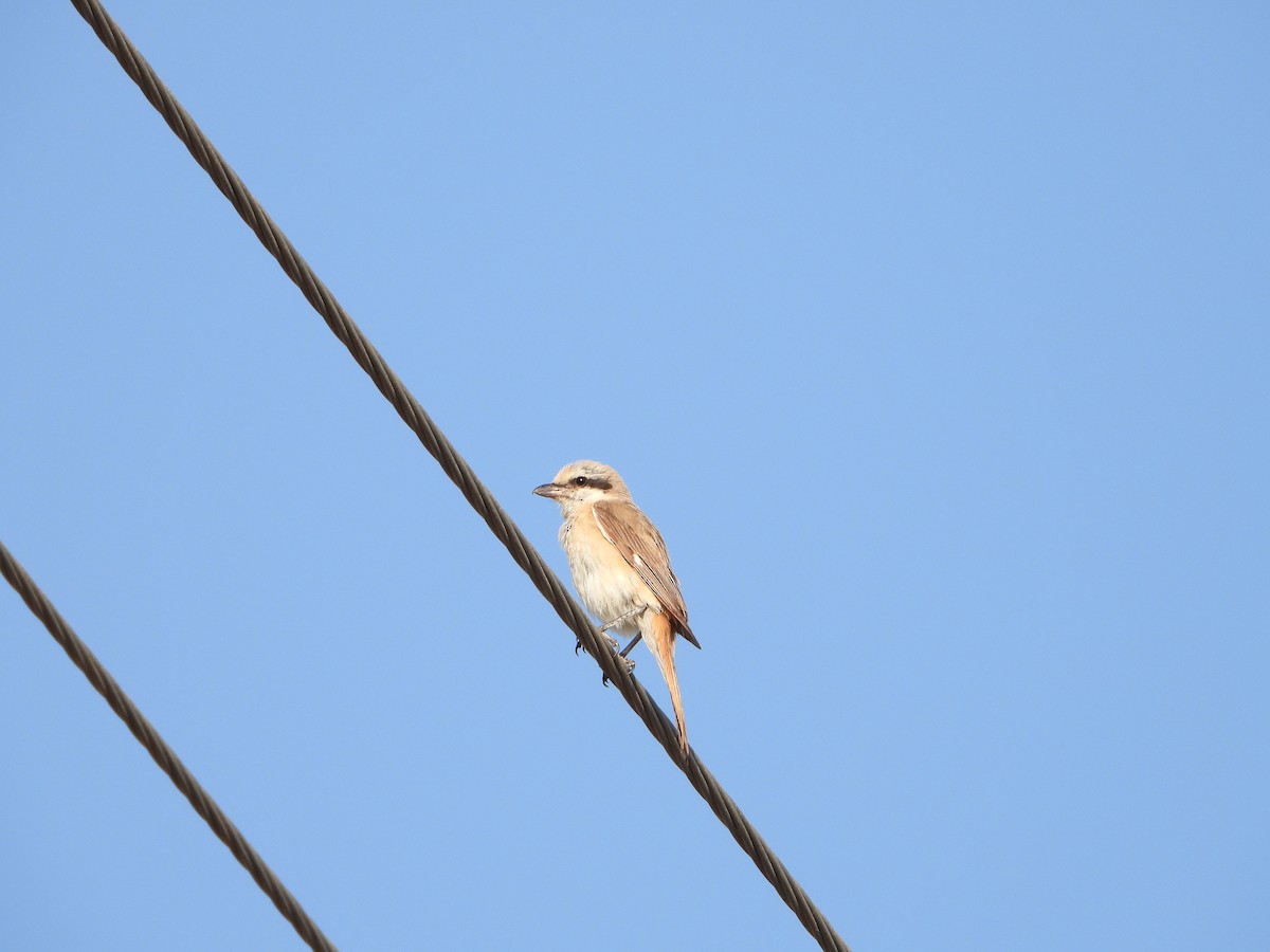 Isabelline Shrike (Chinese) - ML594143971