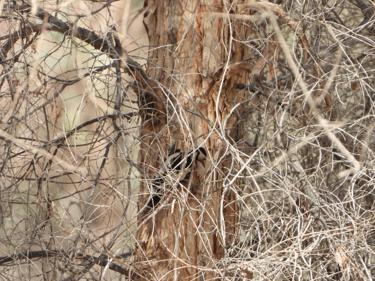 White-winged Woodpecker - ML594144191