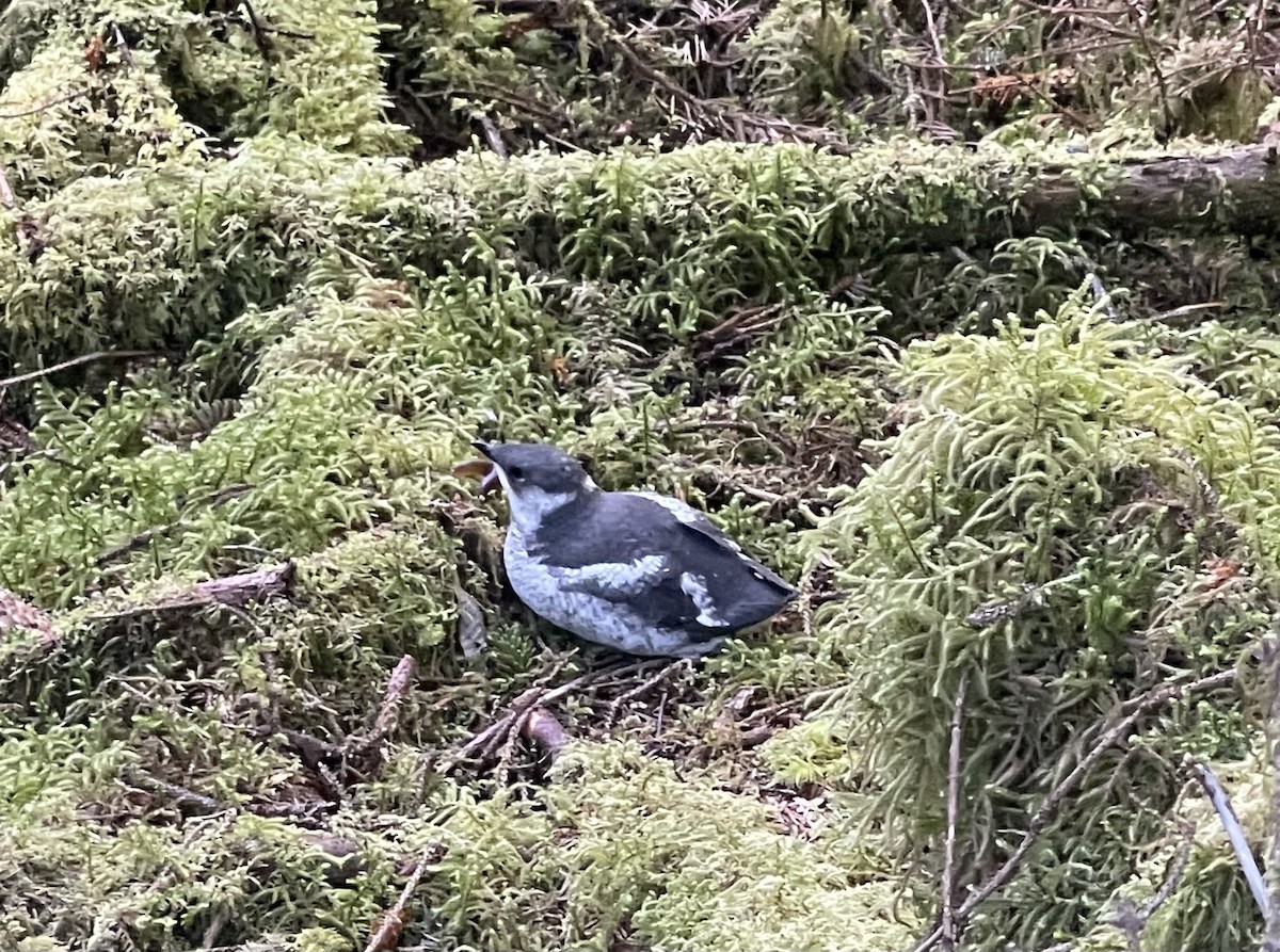 Marbled Murrelet - ML594145101