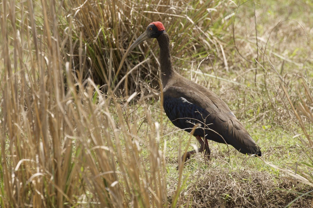 Red-naped Ibis - ML594145151