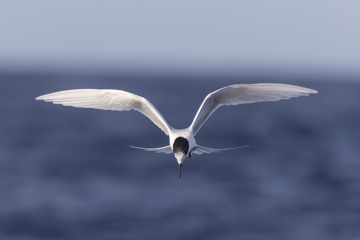 White-fronted Tern - Oscar Thomas