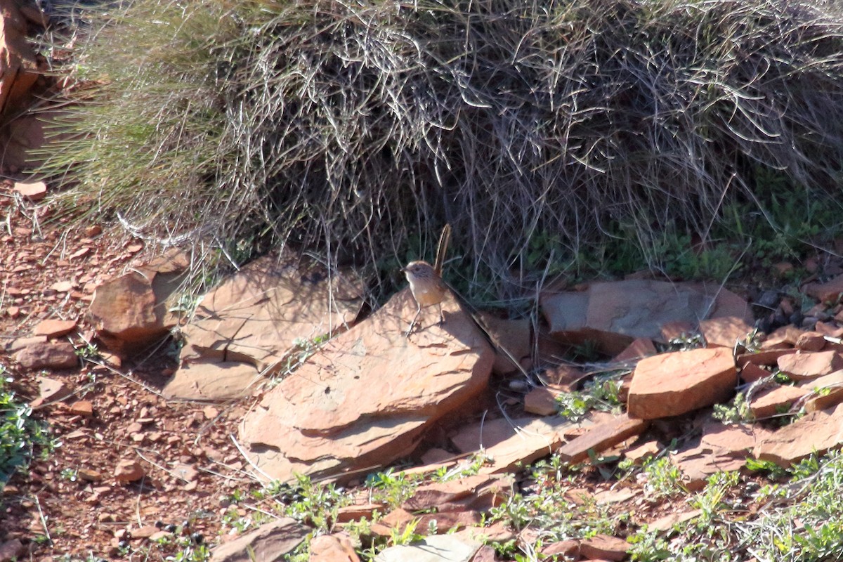 Short-tailed Grasswren - ML594145561