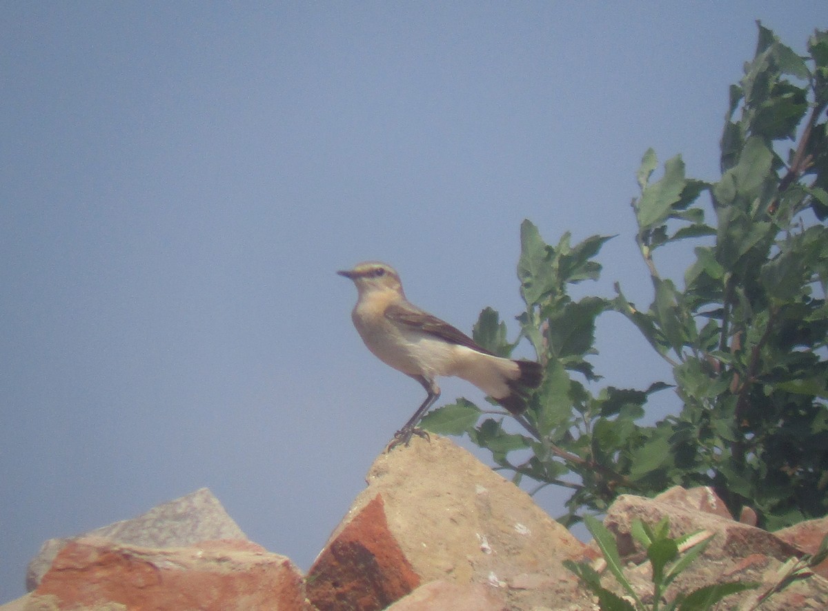 Northern Wheatear - ML594145831