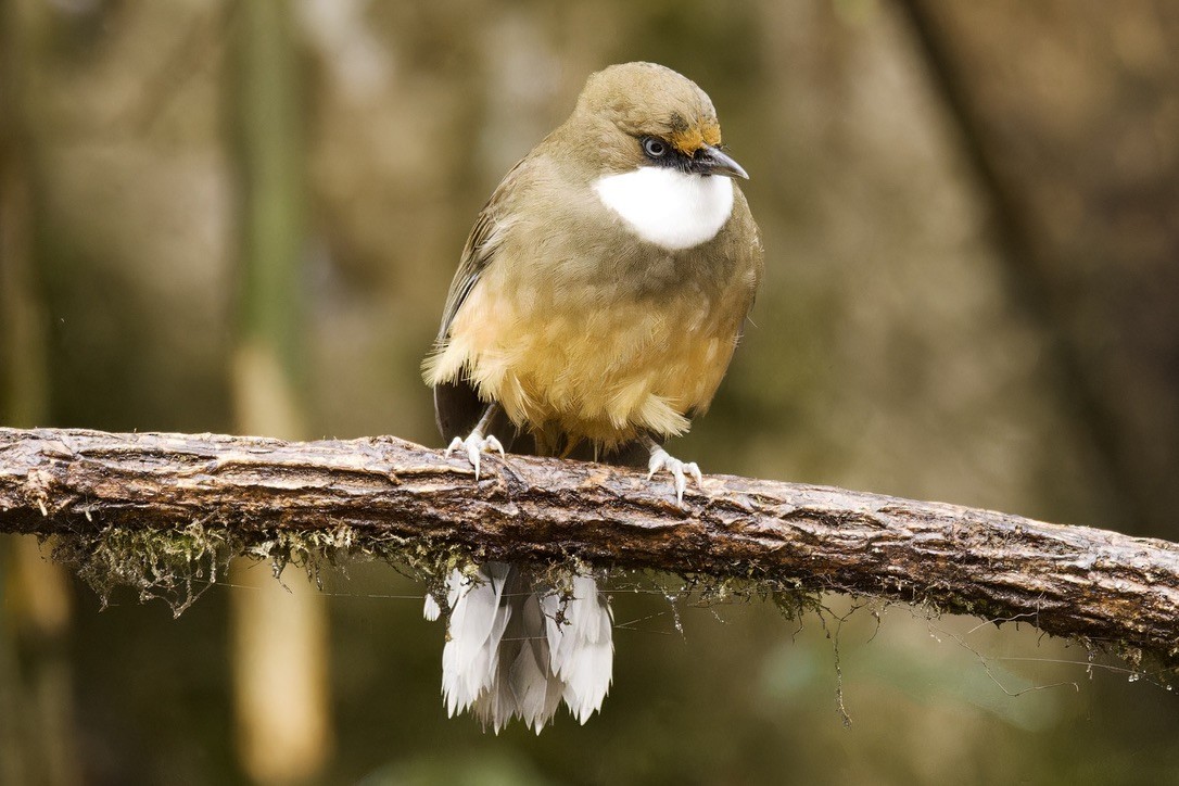 White-throated Laughingthrush - Ted Burkett