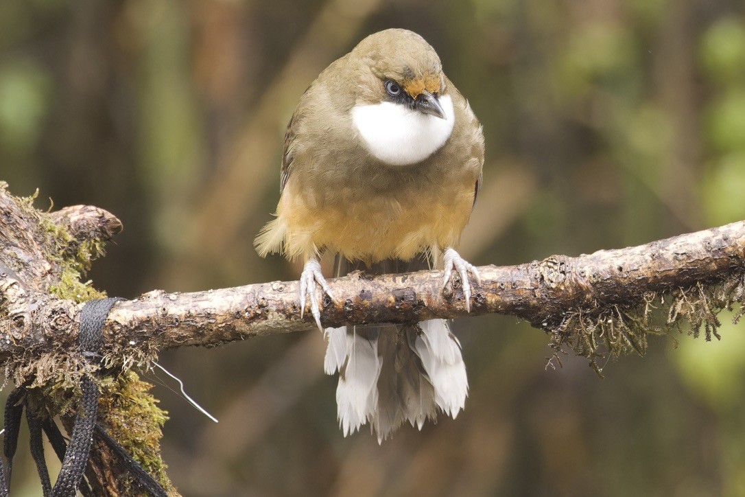 White-throated Laughingthrush - Ted Burkett