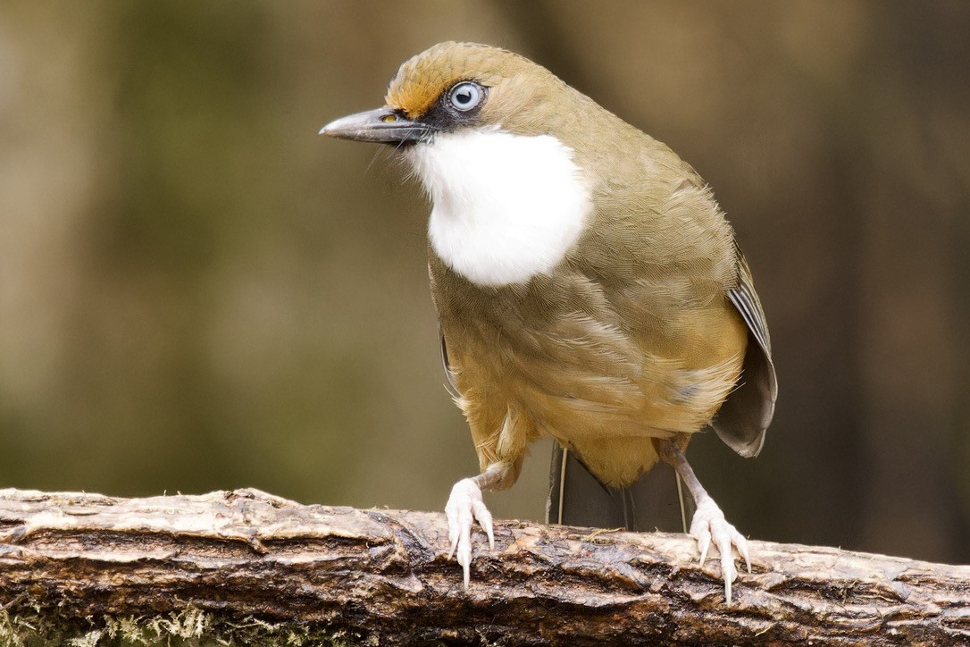 White-throated Laughingthrush - Ted Burkett