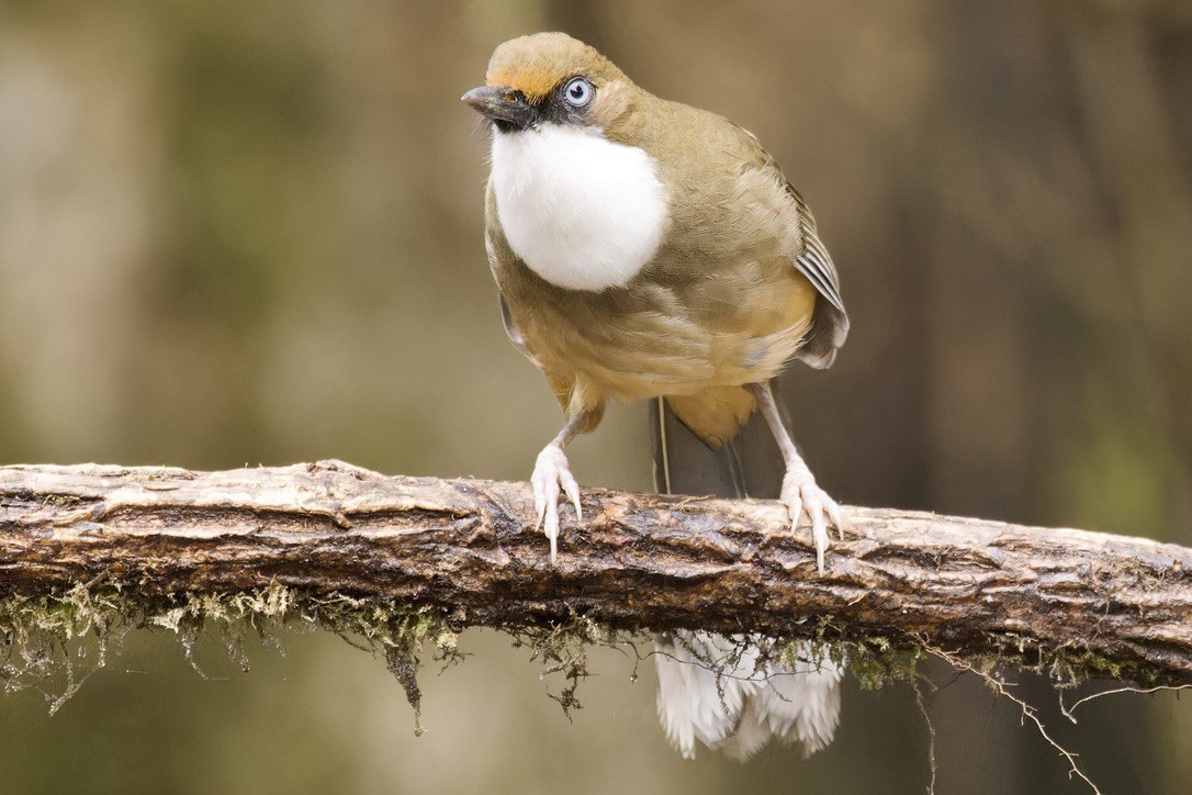 White-throated Laughingthrush - Ted Burkett