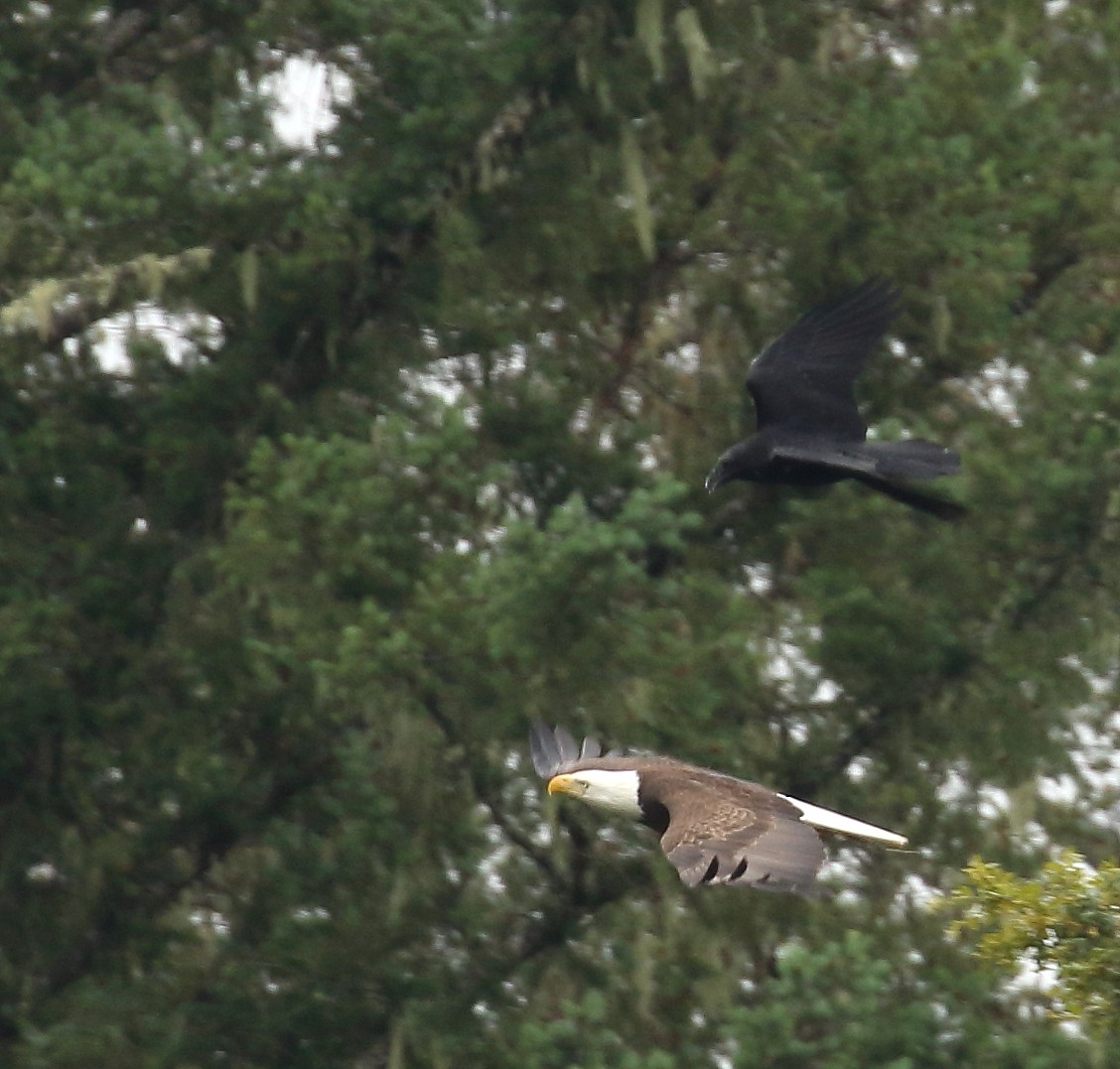 Bald Eagle - ML59414621