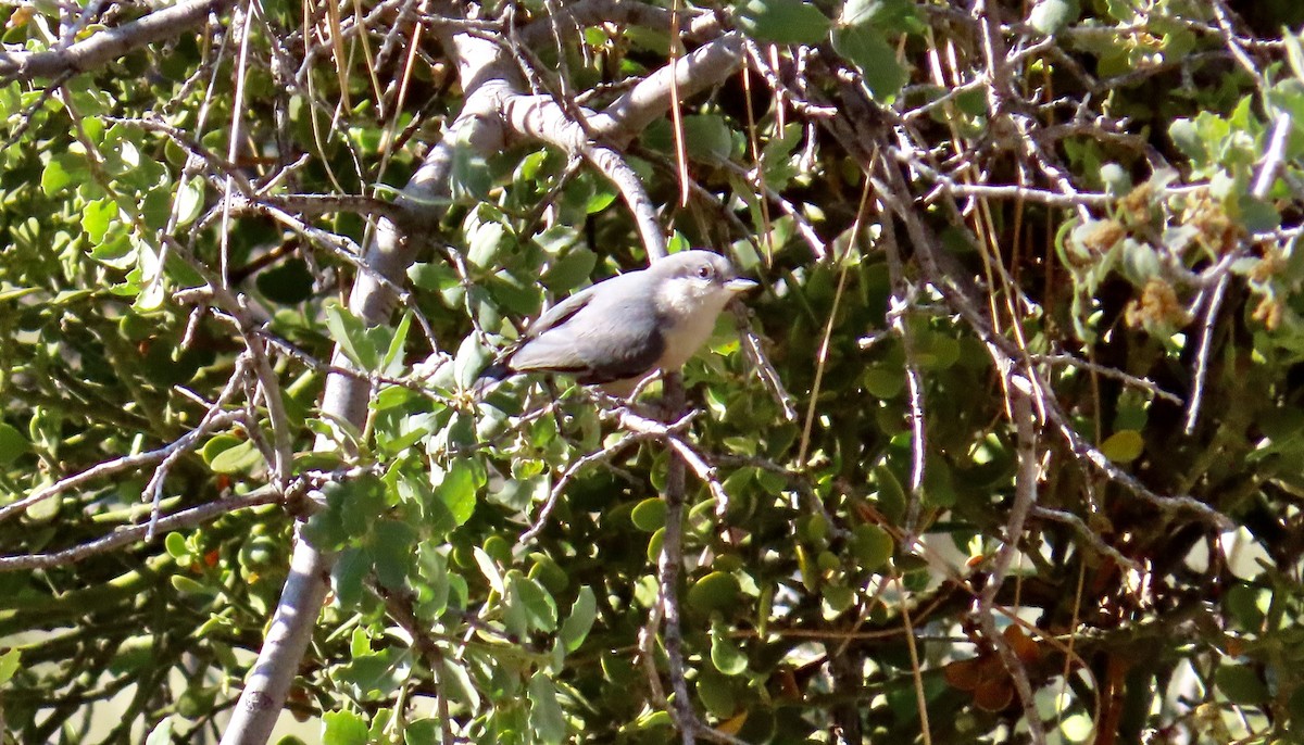 Pygmy Nuthatch - ML594146891