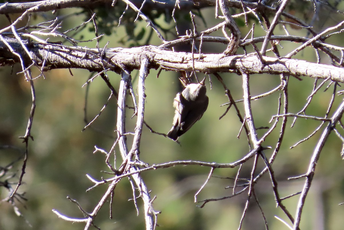 Pygmy Nuthatch - ML594146911