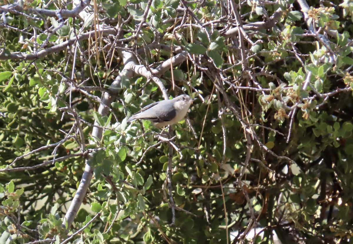 Pygmy Nuthatch - ML594146931