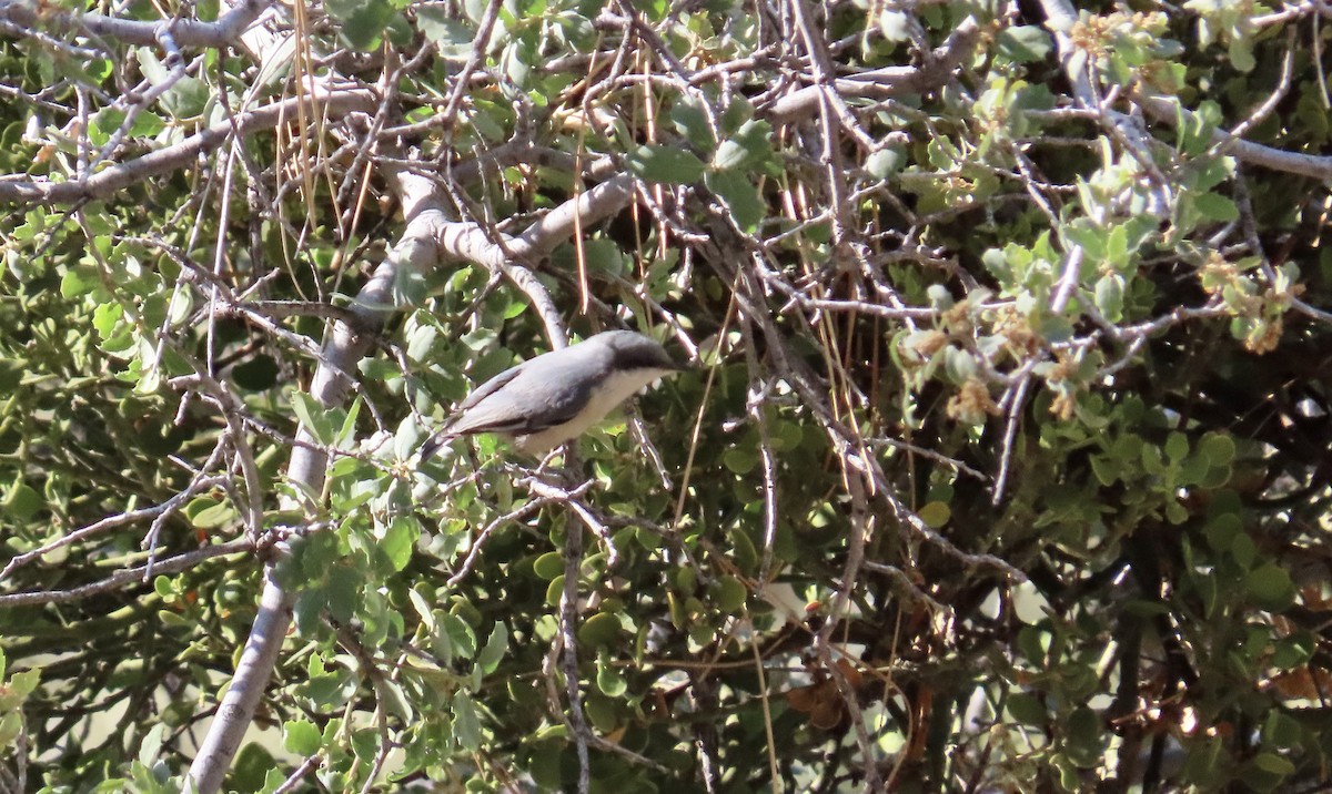 Pygmy Nuthatch - Petra Clayton