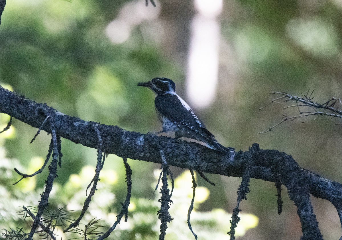 American Three-toed Woodpecker (Rocky Mts.) - ML594146981