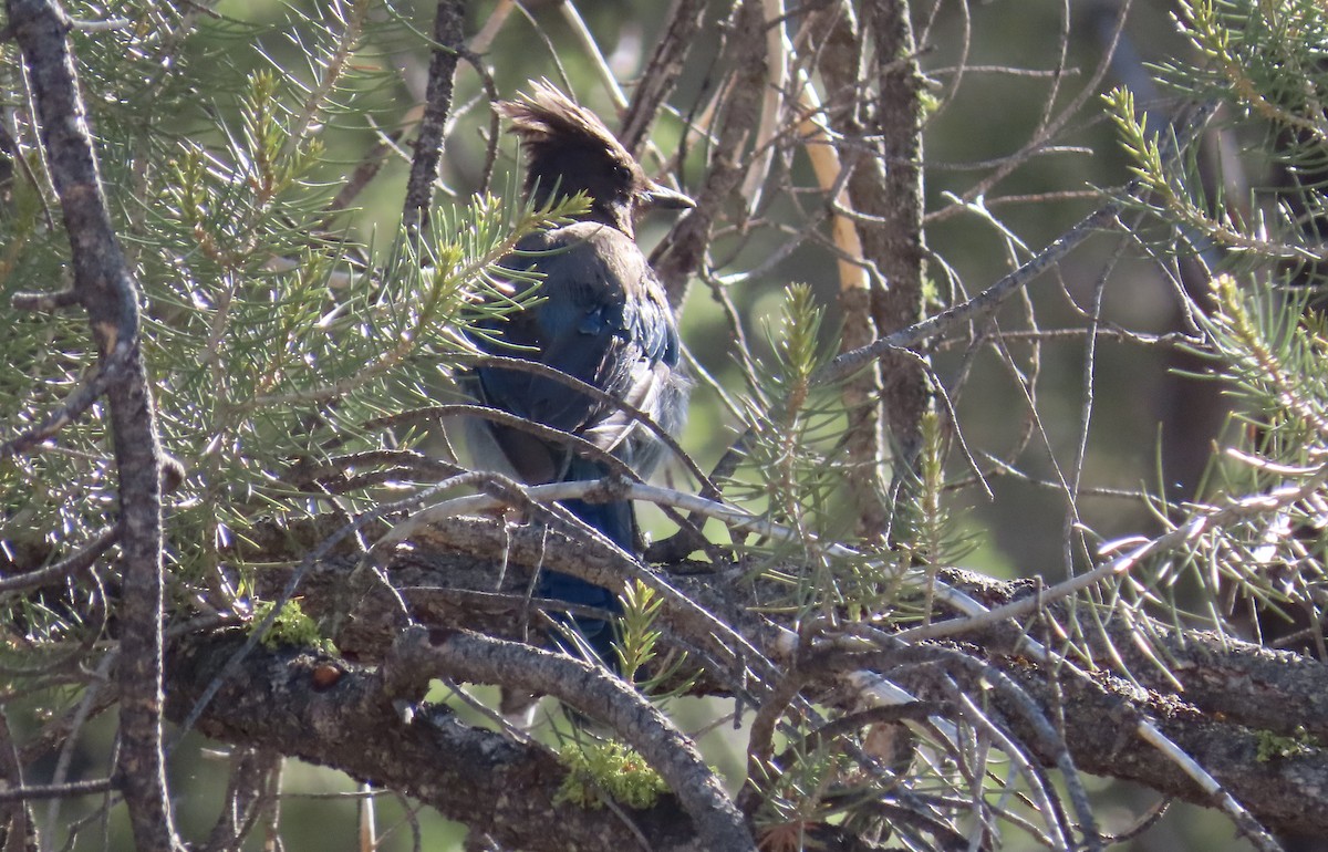 Steller's Jay - Petra Clayton