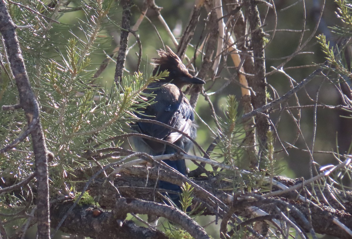 Steller's Jay - ML594147011