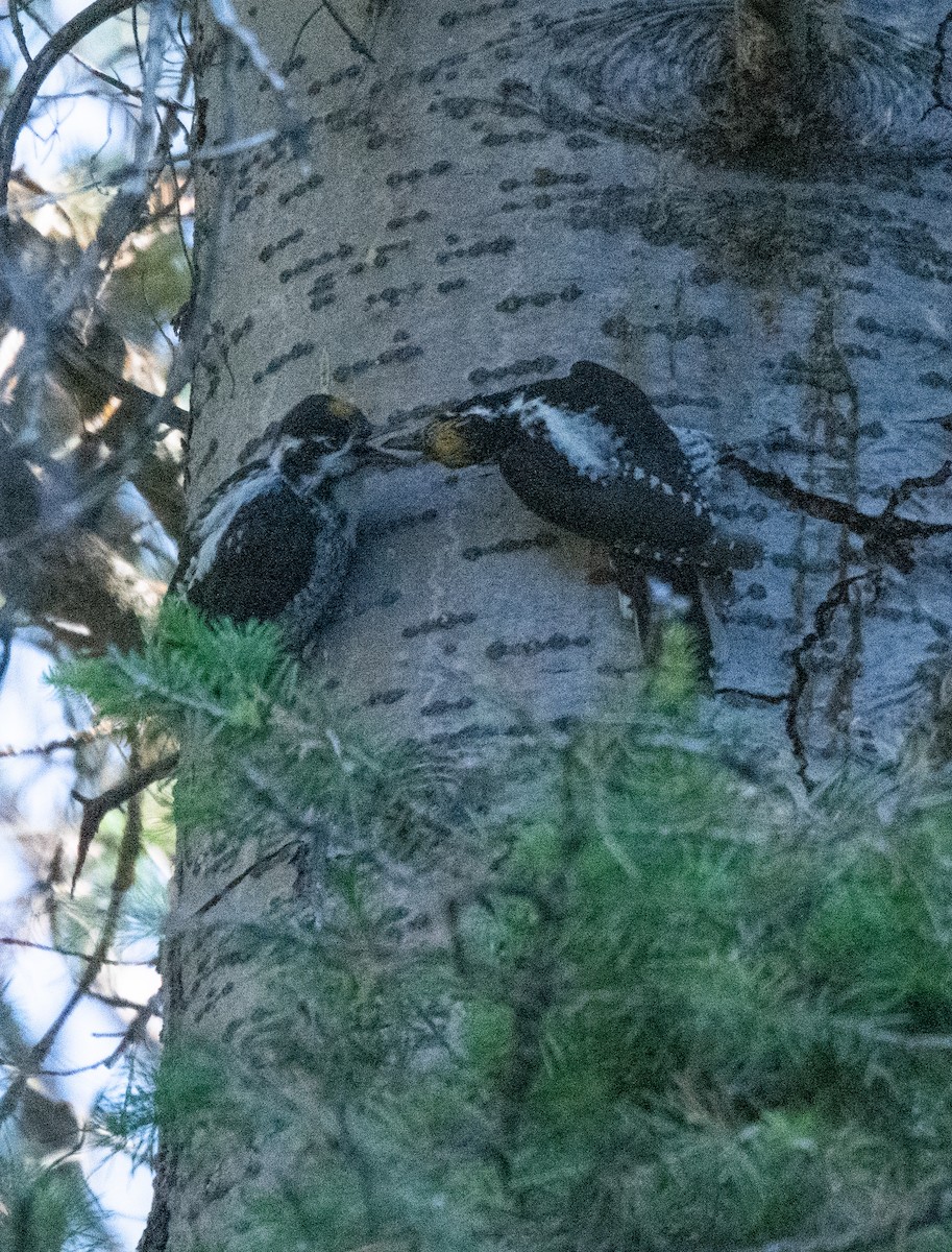 American Three-toed Woodpecker (Rocky Mts.) - ML594147021