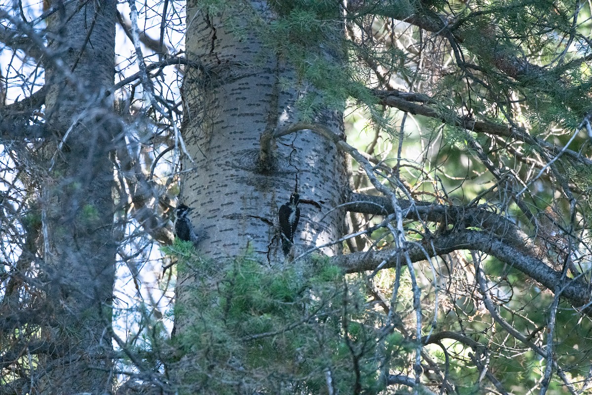 American Three-toed Woodpecker (Rocky Mts.) - ML594147031