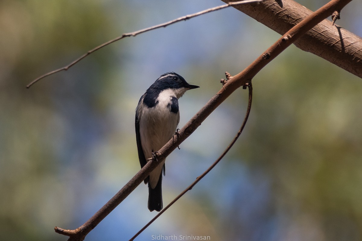 Ultramarine Flycatcher - ML594147111