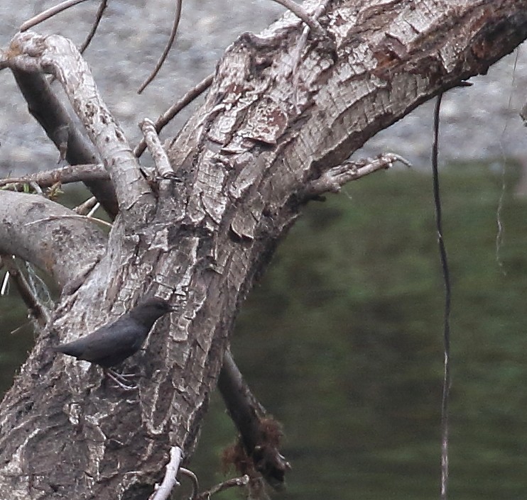 American Dipper - Kent Leland