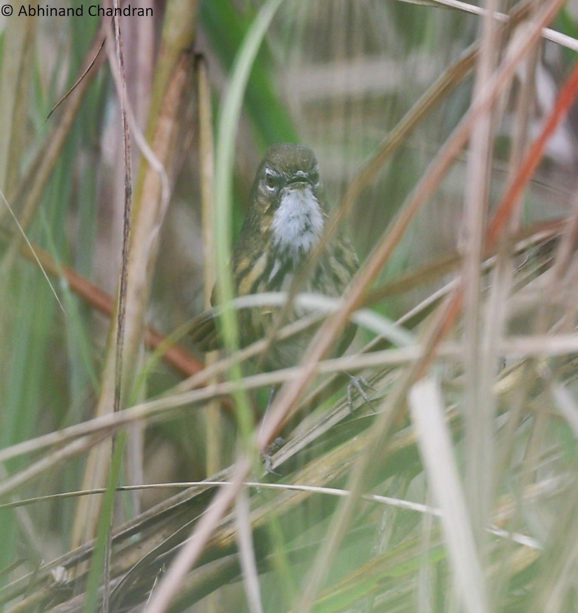 Marsh Babbler - Abhinand C