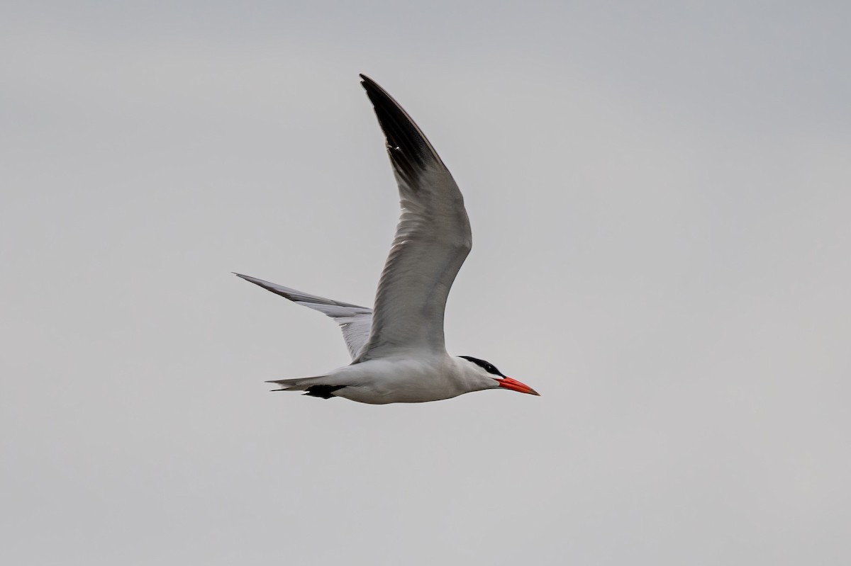 Caspian Tern - ML594149061