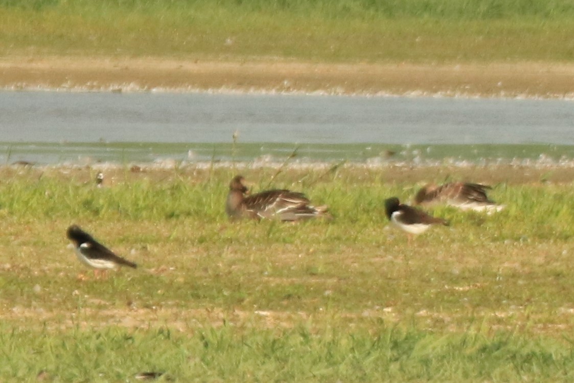 Tundra Bean-Goose - ML594149911