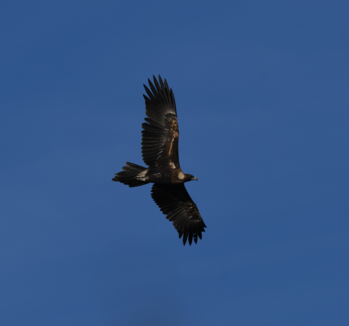 Wedge-tailed Eagle - ML594152541