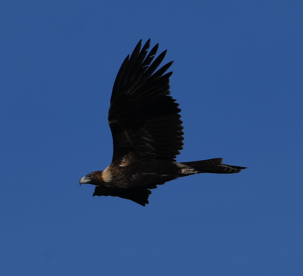 Wedge-tailed Eagle - ML594152551