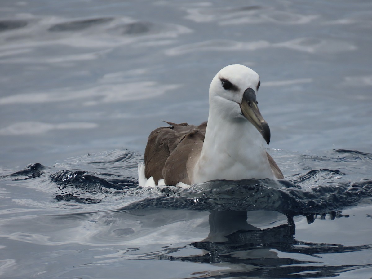 Чернобровый альбатрос (melanophris) - ML594152931