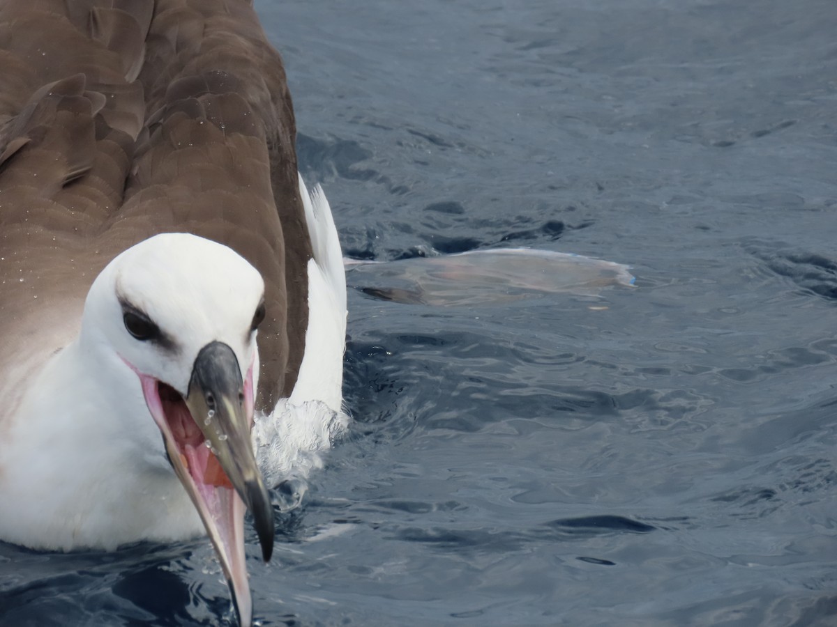 albatros černobrvý (ssp. melanophris) - ML594152991