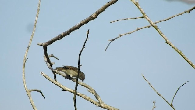 Thick-billed Flowerpecker - ML594153001