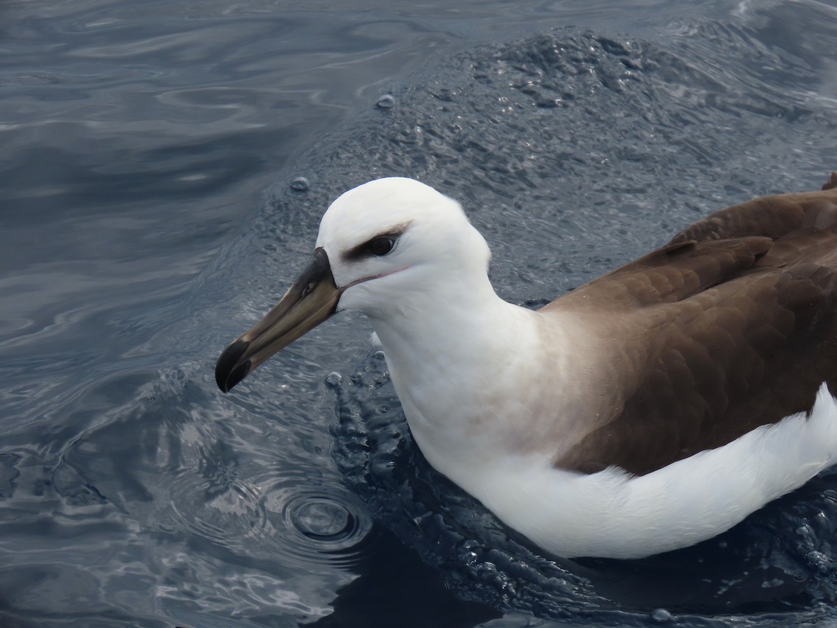 Kara Kaşlı Albatros (melanophris) - ML594153021