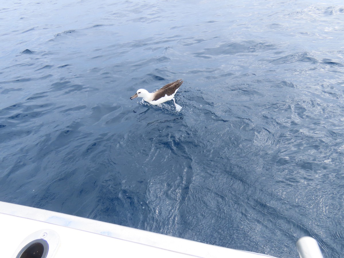 Black-browed Albatross (Black-browed) - ML594153051