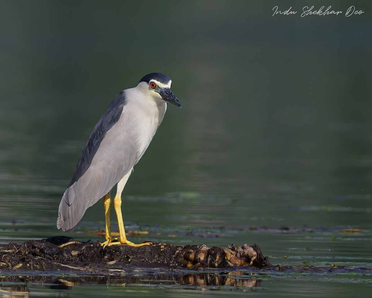 Black-crowned Night Heron - ML594153081