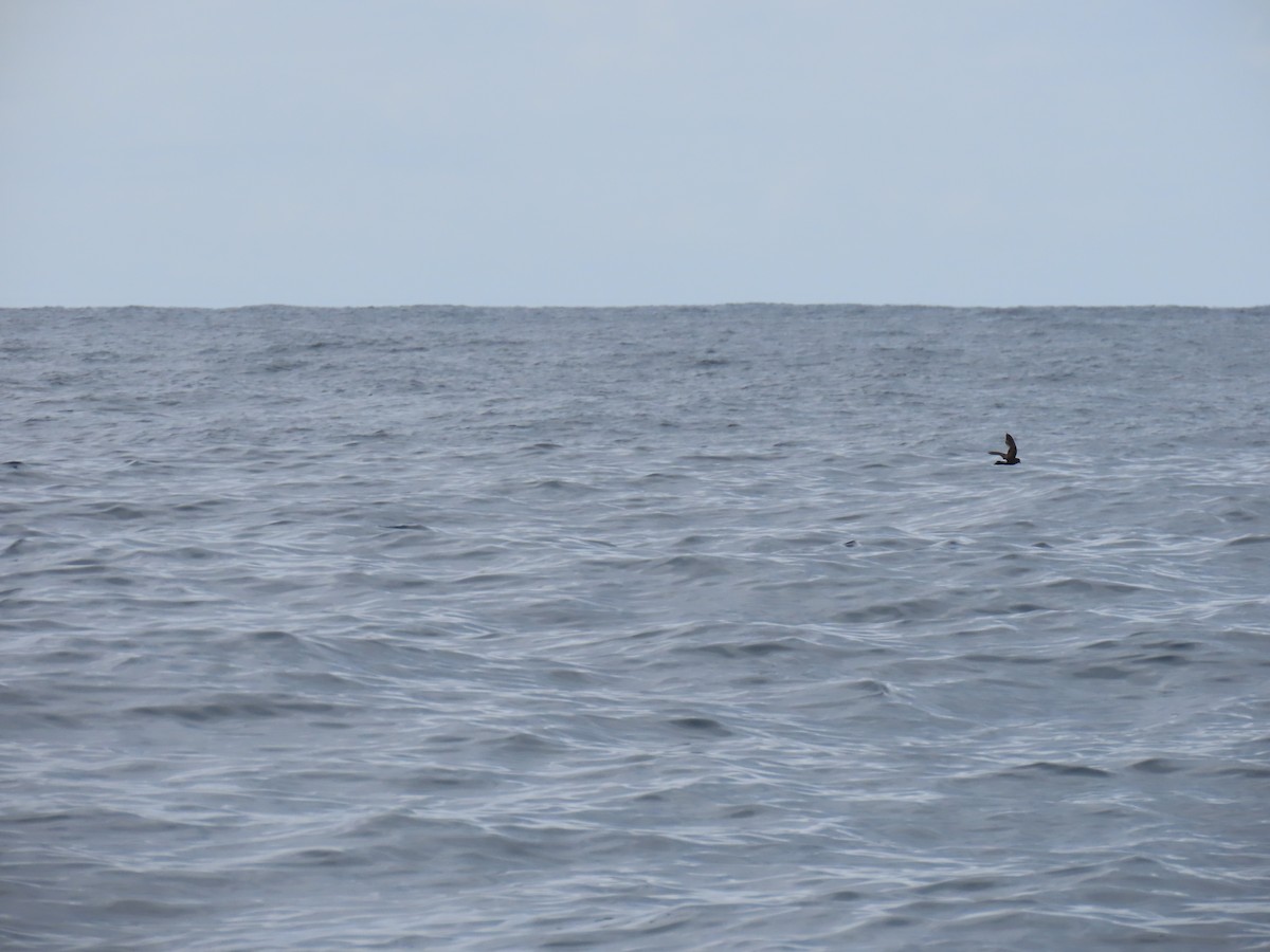 黃蹼洋海燕 - ML594153121