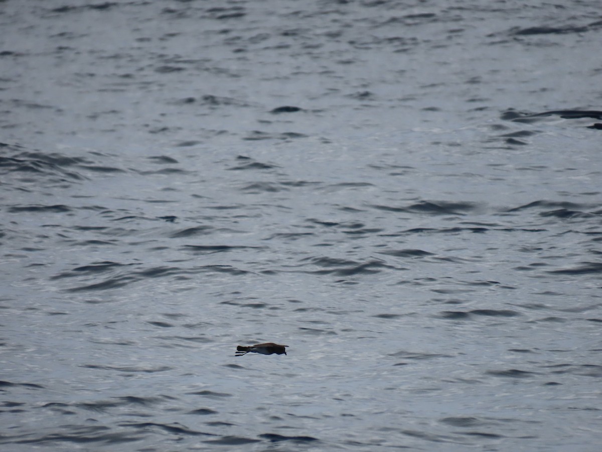 Black-bellied Storm-Petrel - ML594153221