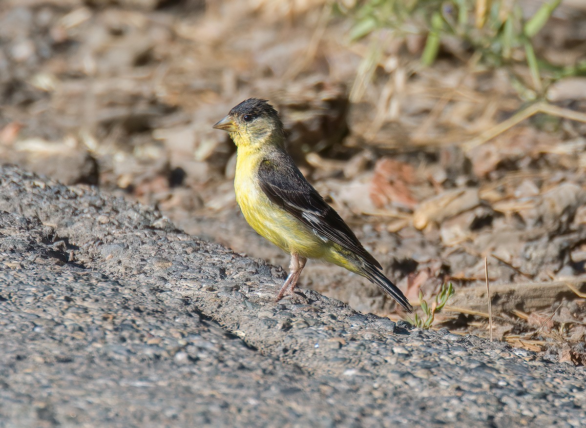 Lesser Goldfinch - ML594153391