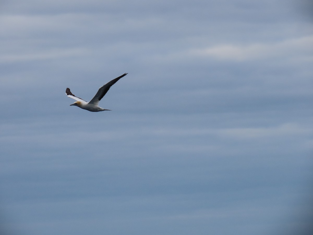 Australasian Gannet - ML594153521