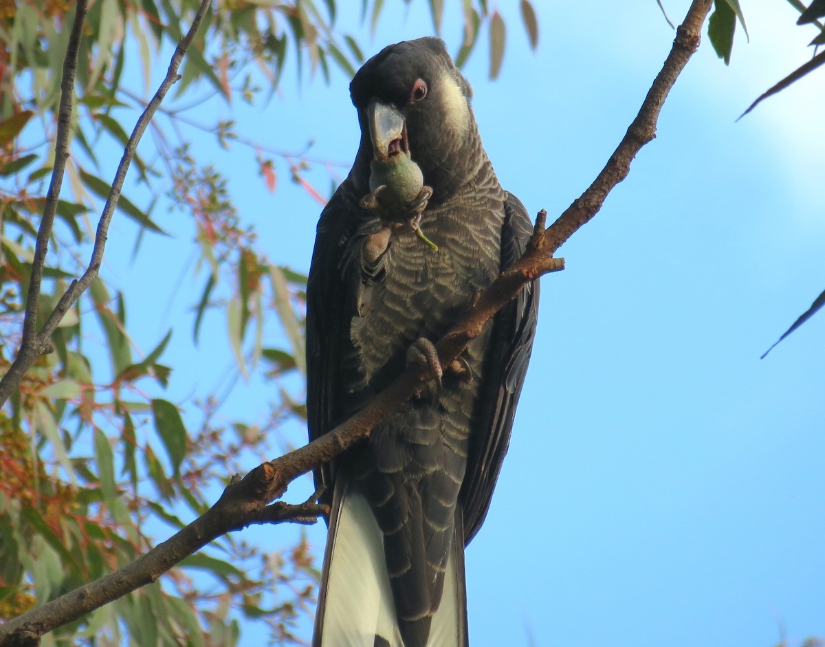 Baudin's Black-Cockatoo - ML594153571