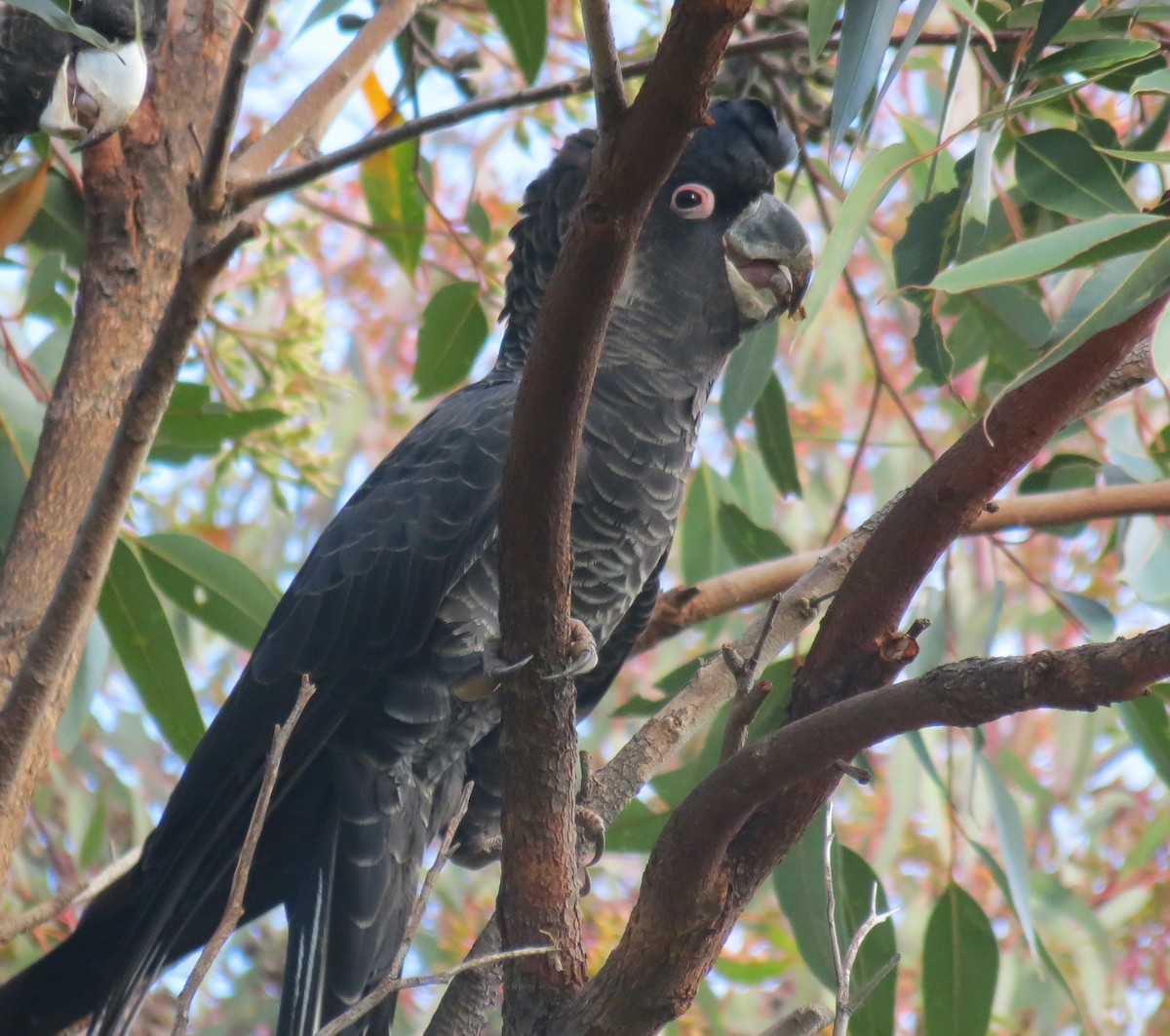 Baudin's Black-Cockatoo - ML594153581