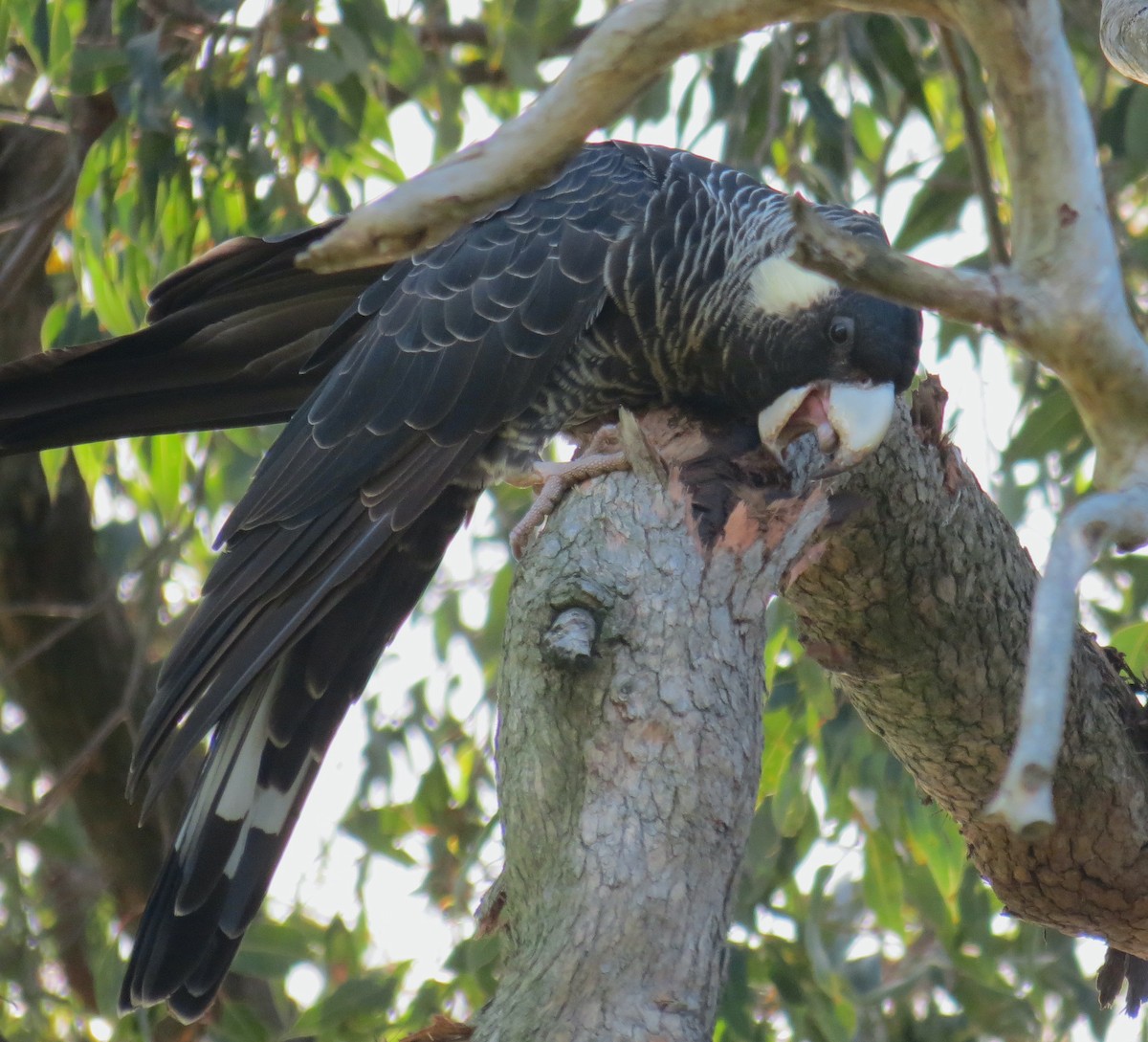 Baudin's Black-Cockatoo - ML594153591