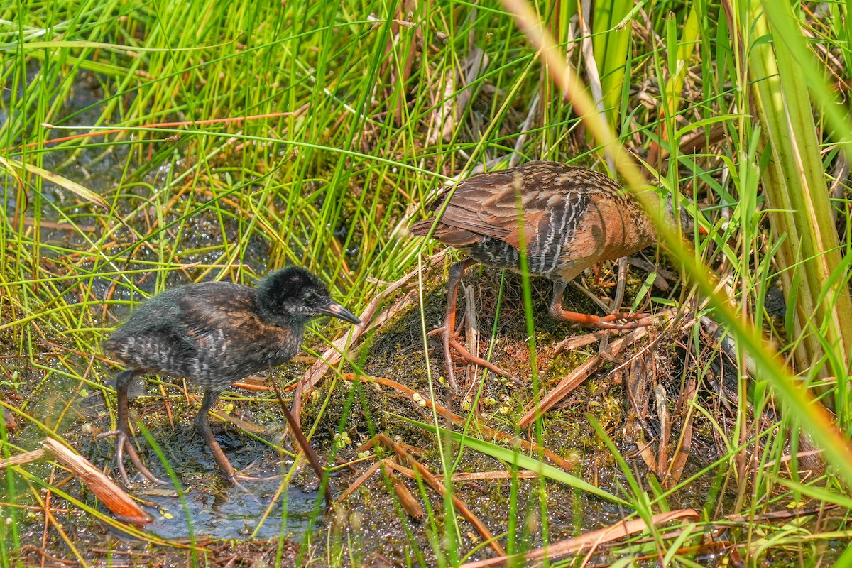 Virginia Rail - Mark Siebers