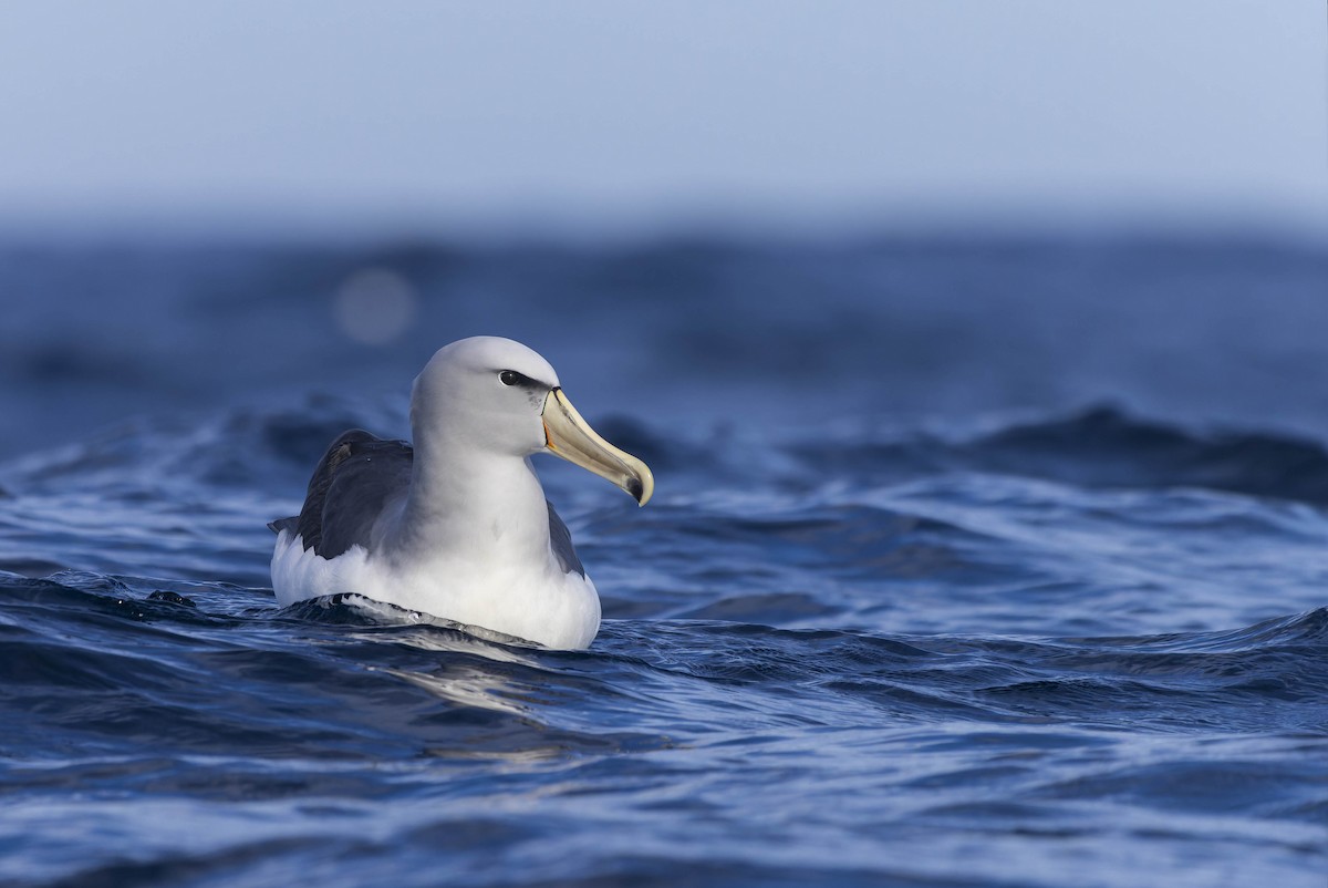 Salvin's Albatross - ML594154271